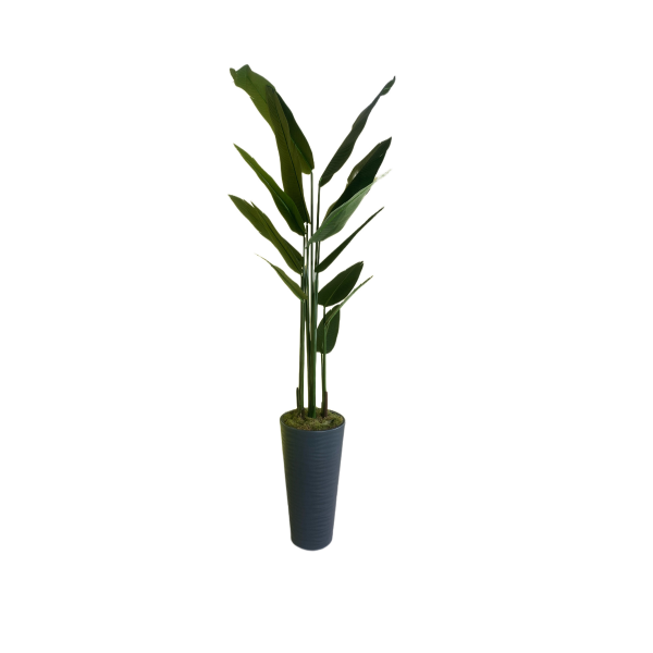 Strelitzia Reginae (Starliçe) Cennet Kuşu Çiçeği - Uzun Kiralama - Görsel 2